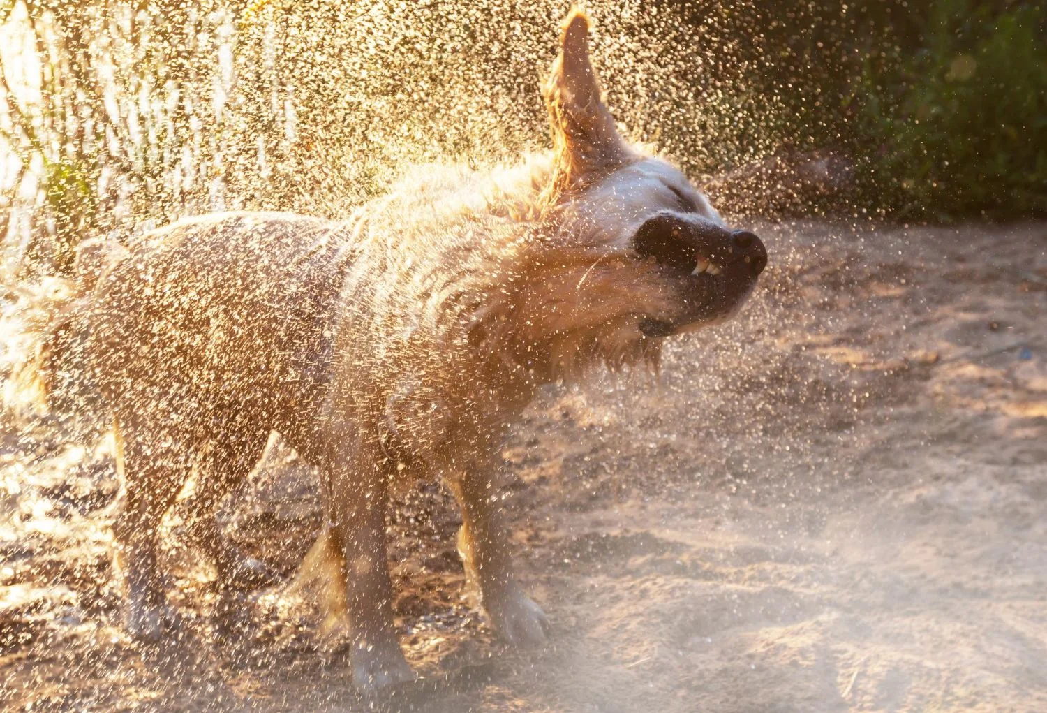 Au secours, mon chien secoue beaucoup la tête